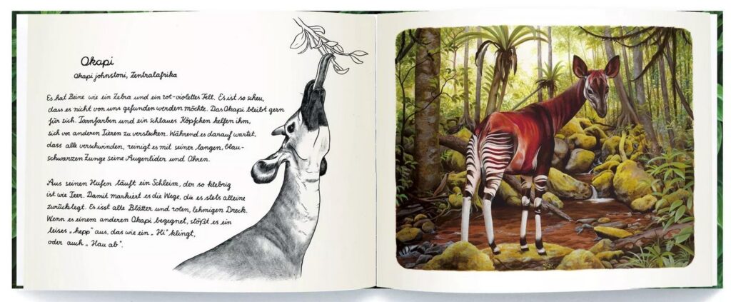 Die wundersamen Zwölf - Das Okapi abgebildet und beschrieben