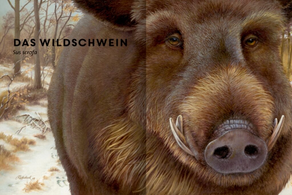 Lebensgross: Das Wildschwein in groß