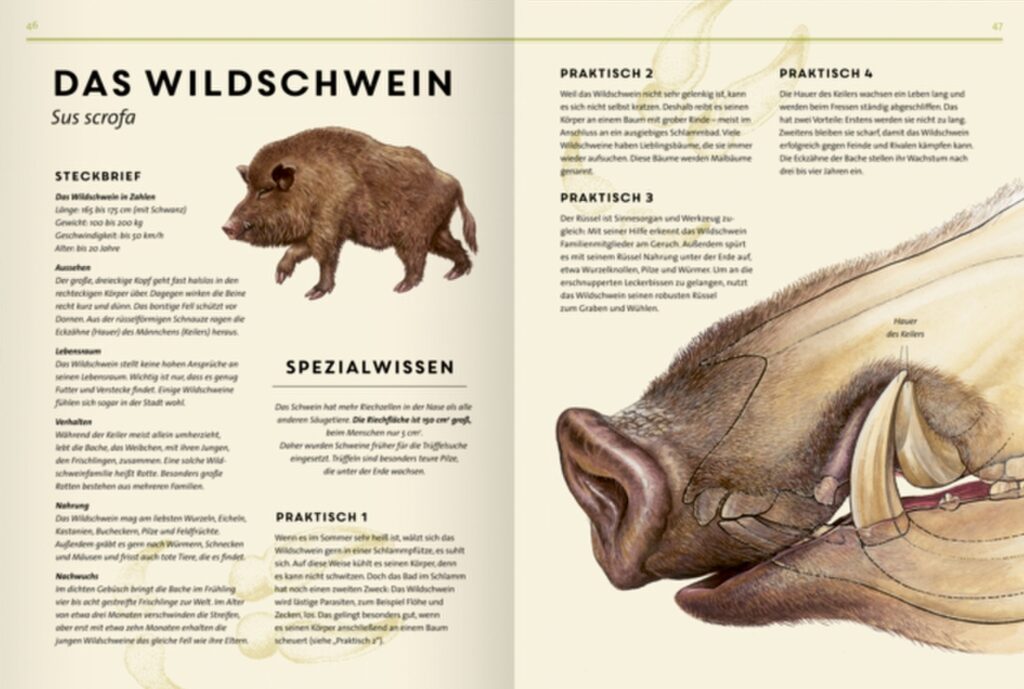 Lebensgross: Informationen und Abbildungen zu dem Wildschein