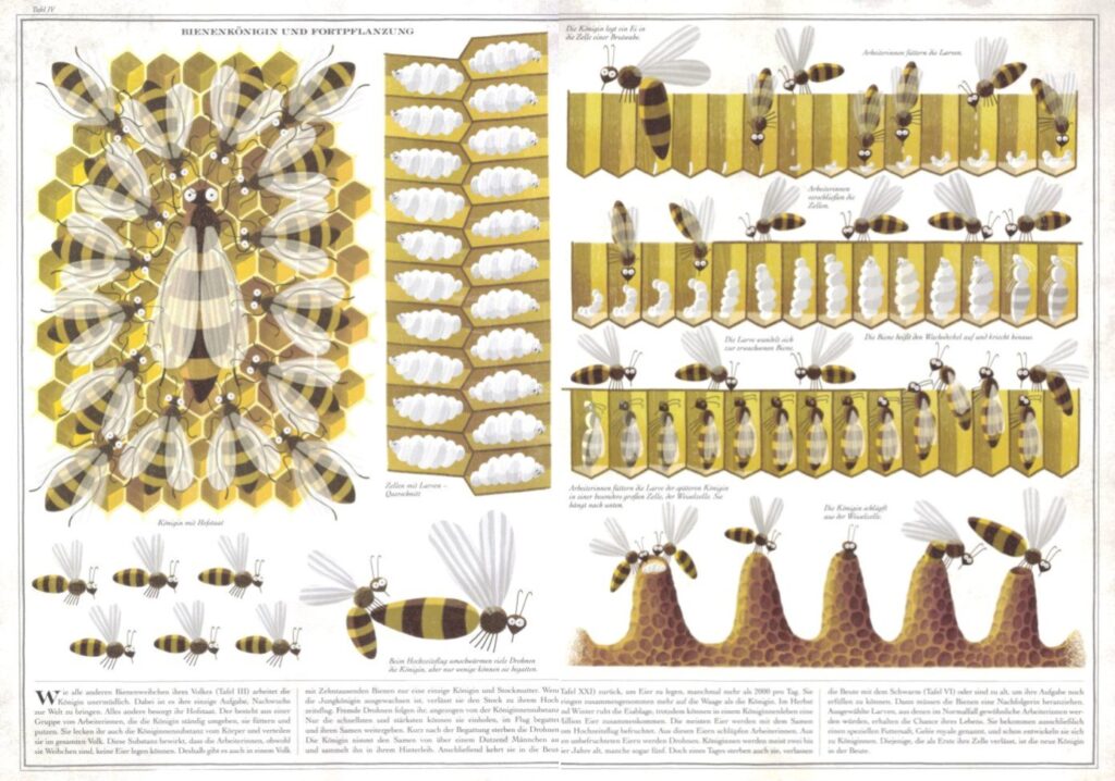 Bienen: Darstellung der Fortpflanzung und Infotext