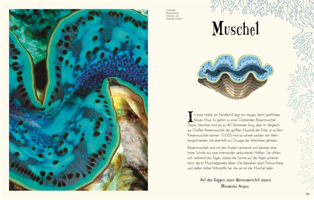 Wundervolle Welt der Natur: Muschel abgebildet und beschrieben