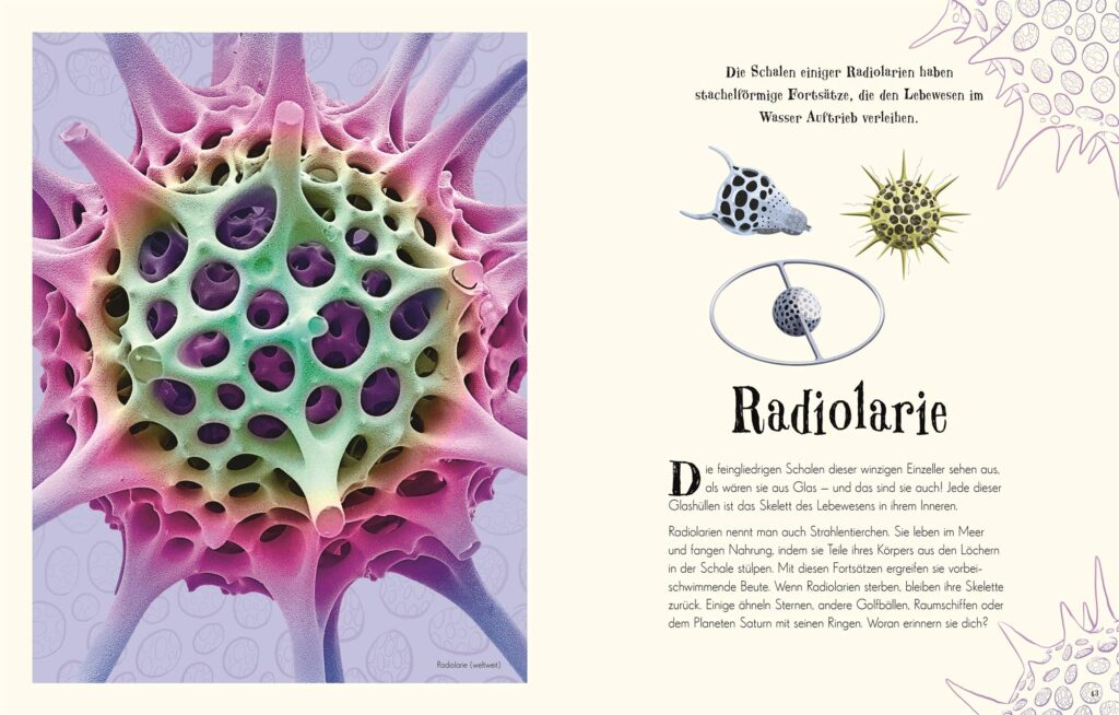 Wundervolle Welt der Natur - Radiolarie beschrieben und das Strahlentierchen abgebildet