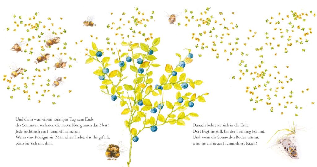 Die kleine Hummel baut ihr Nest: Die Hummelkönigin findet ein Hummelmännchen.