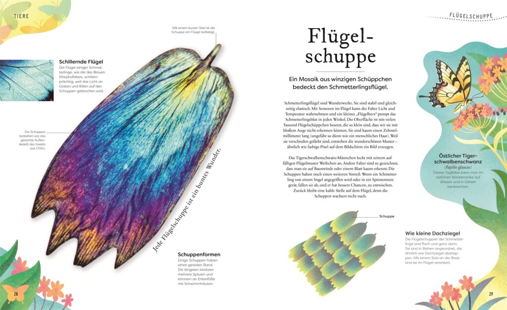 Große und kleine Schätze der Natur: Abbildung von und Erklärung zu 