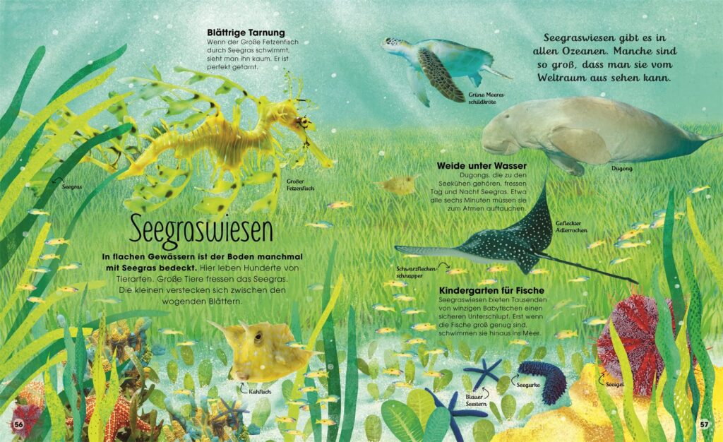 Die verborgene Welt der Ozeane: Seegraswiesen abgebildet und beschrieben