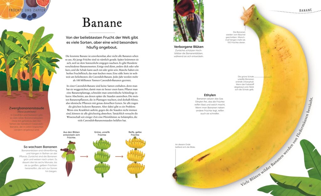 Große und kleine Schätze der Natur - Pflanzen: Banane vor- und dargestellt
