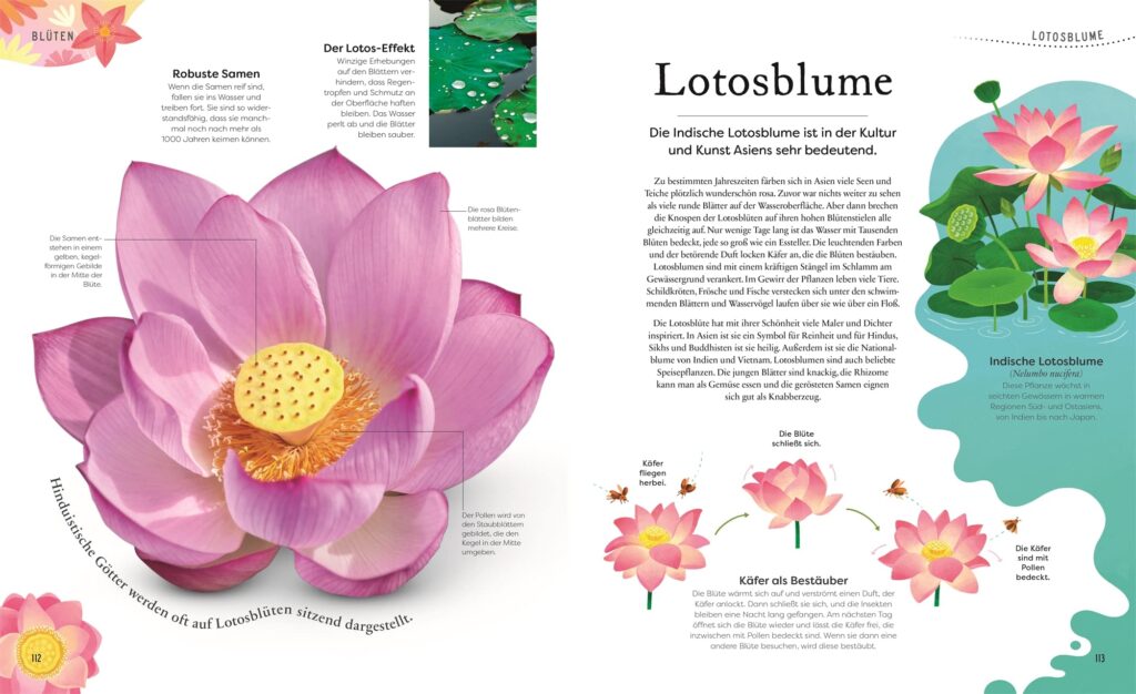 Große und kleine Schätze der Natur - Pflanzen: Lotosblume vor- und dargestellt