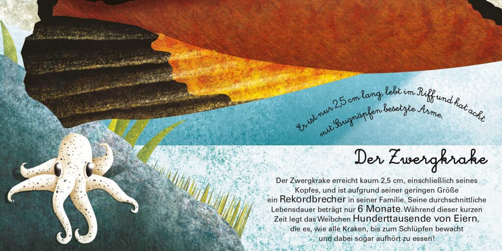 Das kleine Buch der Seetiere: Der Zwergkrake abgebildet und beschrieben