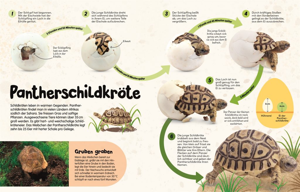 Aus dem Ei - Pantherschildkröte vorgestellt und abgebildet